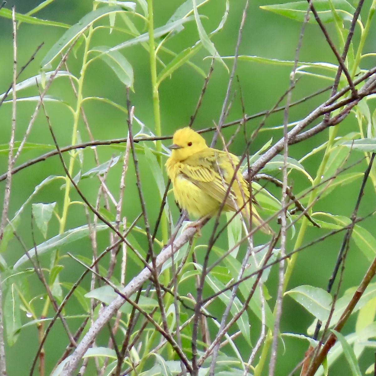 Yellow Warbler - ML620732951