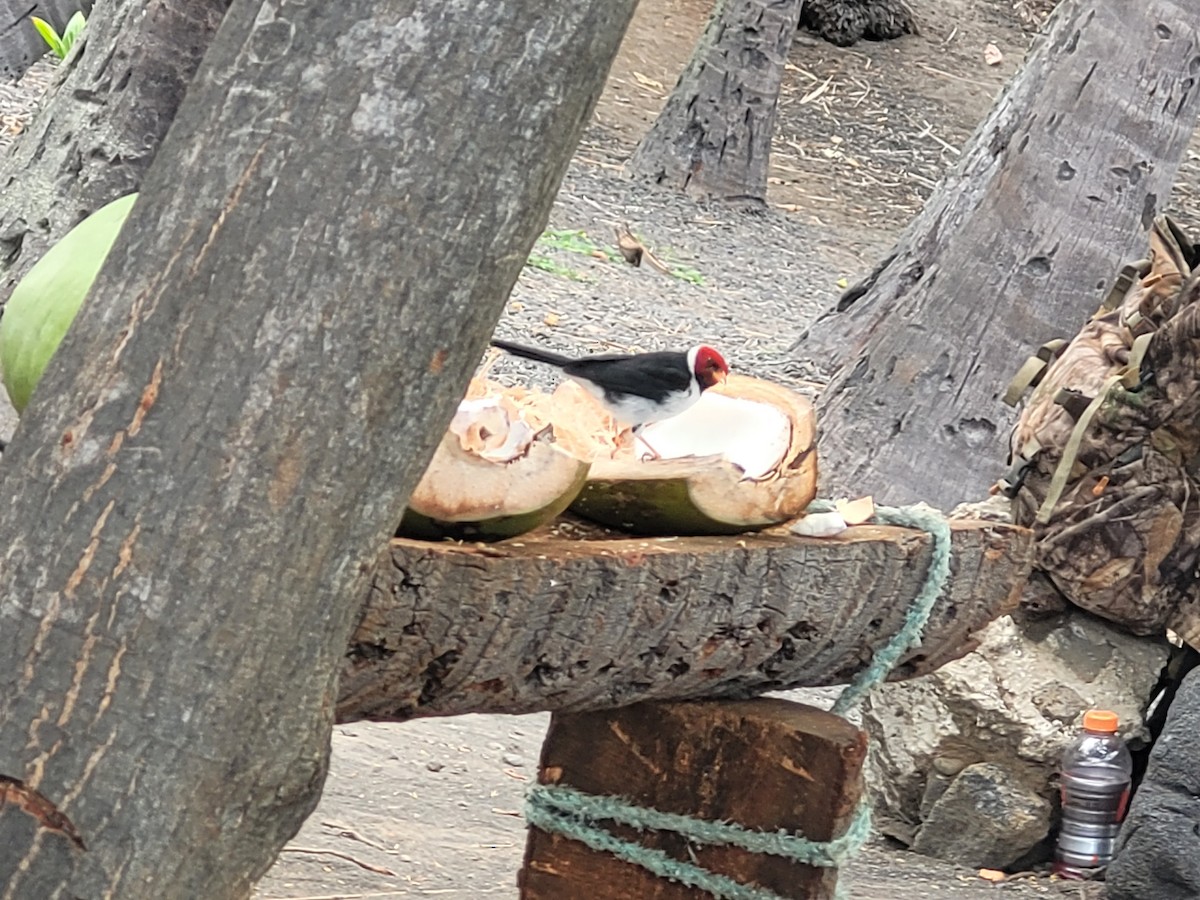 Red-crested Cardinal - ML620732954