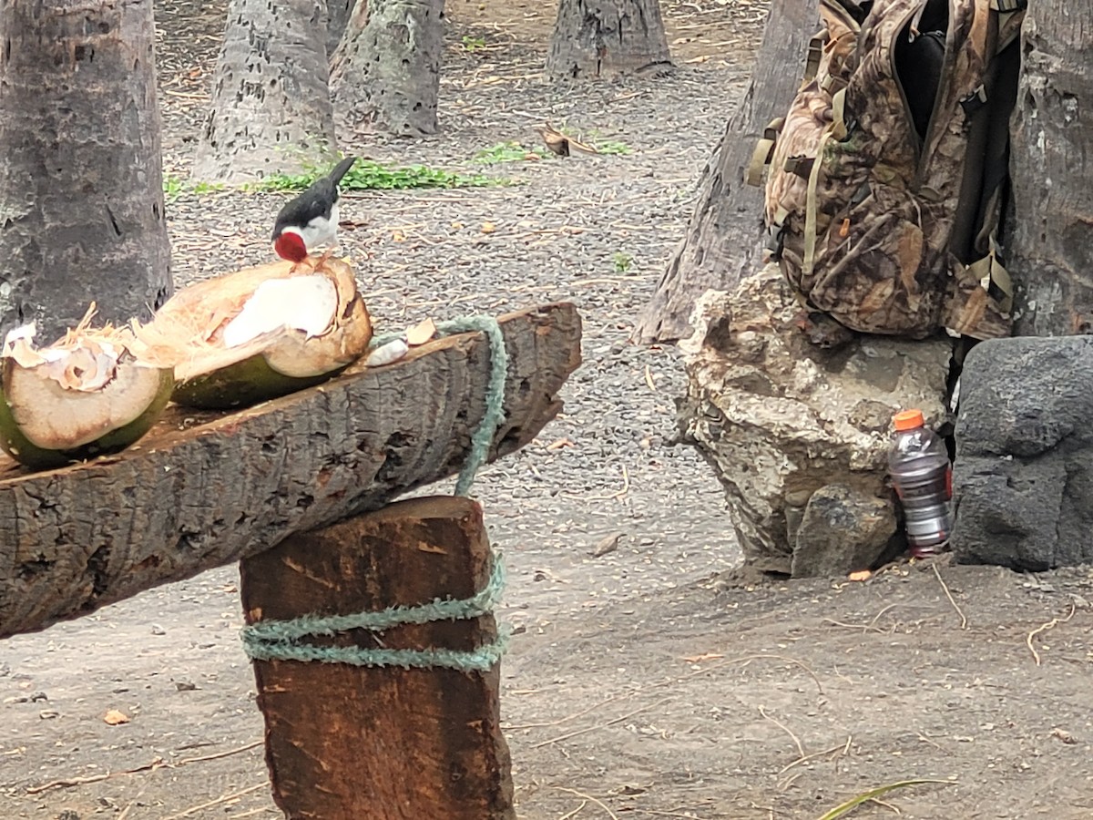 Red-crested Cardinal - ML620732955