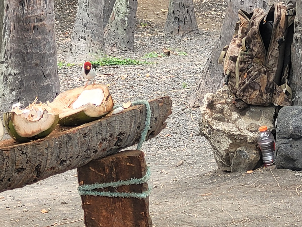 Red-crested Cardinal - ML620732956