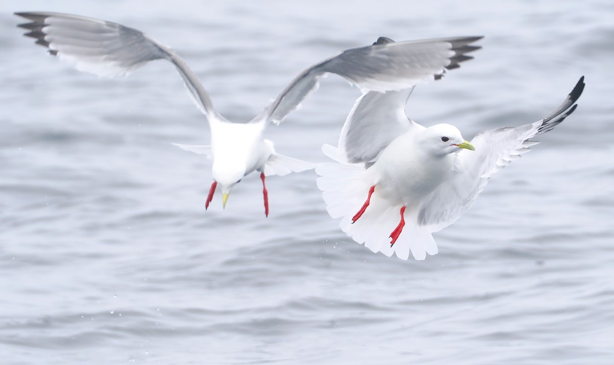 Red-legged Kittiwake - ML620732957