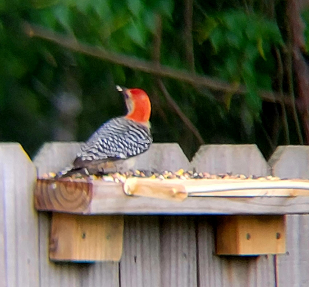 Red-bellied Woodpecker - ML620732959