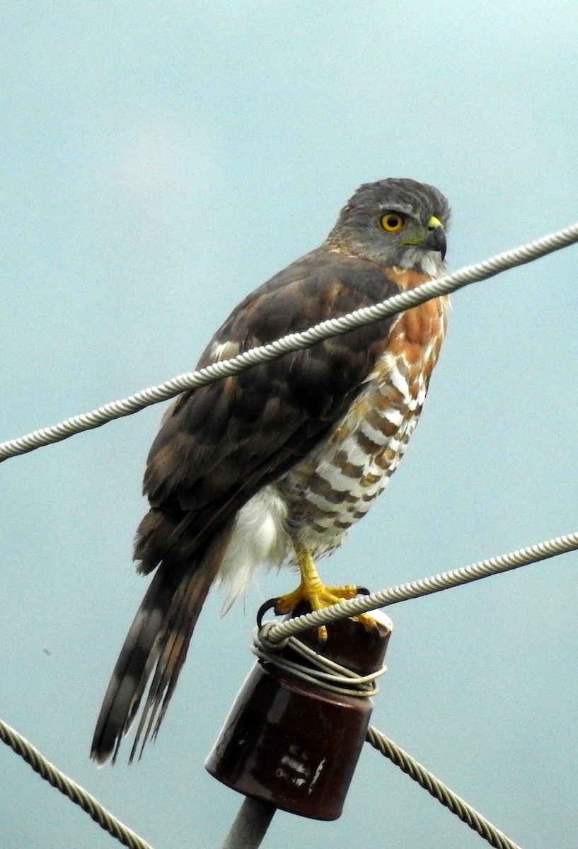 Crested Goshawk - ML620732960