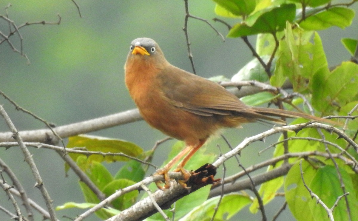 Orangebauch-Drosselhäherling - ML620732962