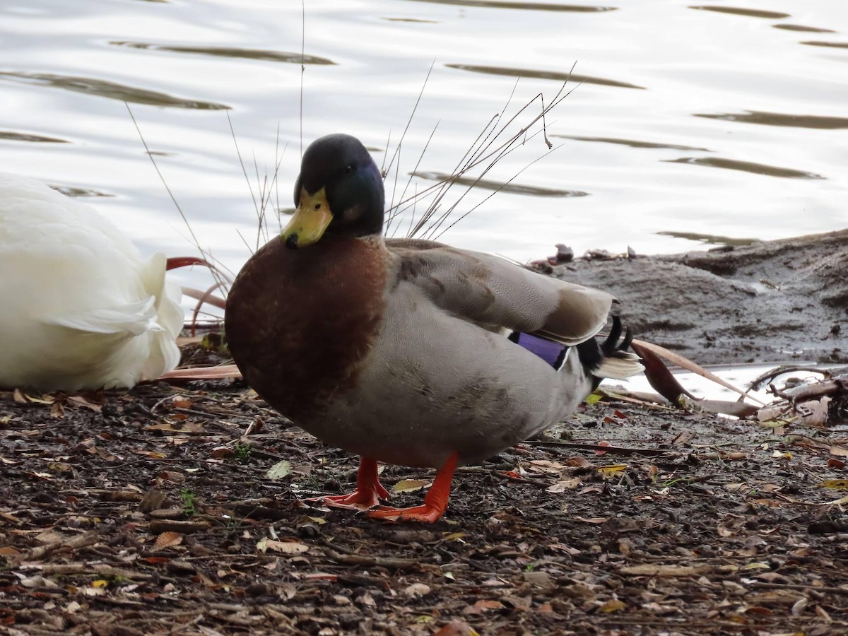 Fehlfarben-Stockente/Hausente - ML620732965