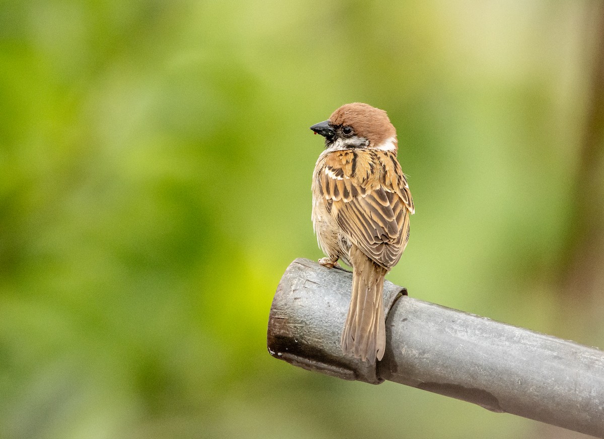 Eurasian Tree Sparrow - ML620732969