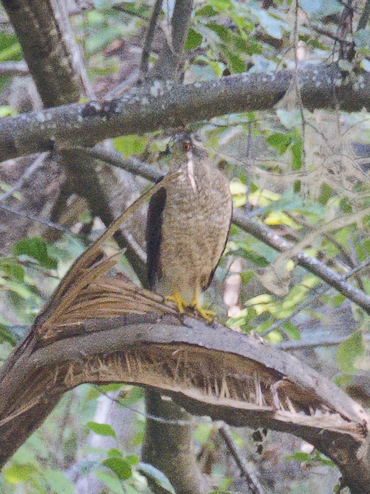 Cooper's Hawk - ML620732971