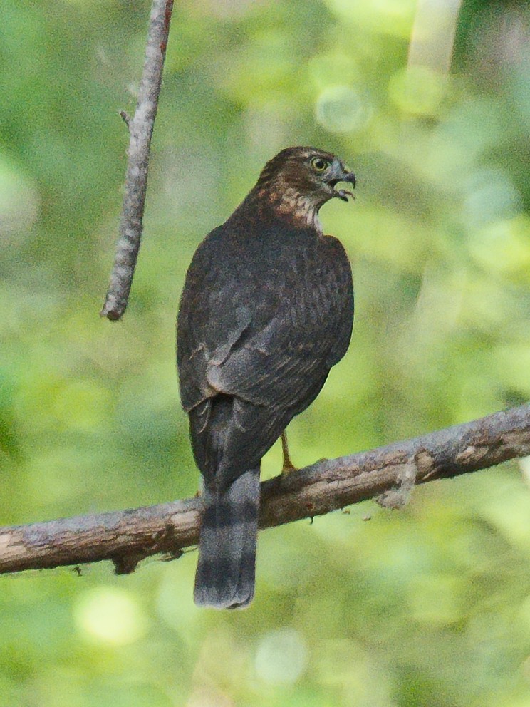 Sharp-shinned Hawk (Northern) - ML620732978