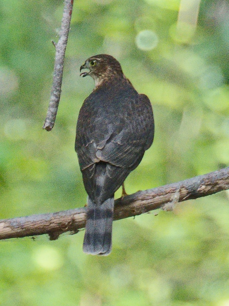 Sharp-shinned Hawk (Northern) - ML620732982