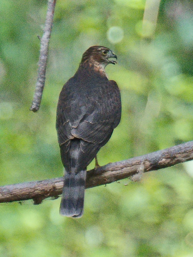 Sharp-shinned Hawk (Northern) - ML620732983