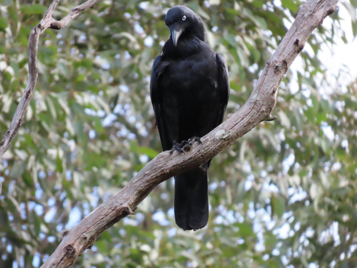 Australian Raven - ML620732986
