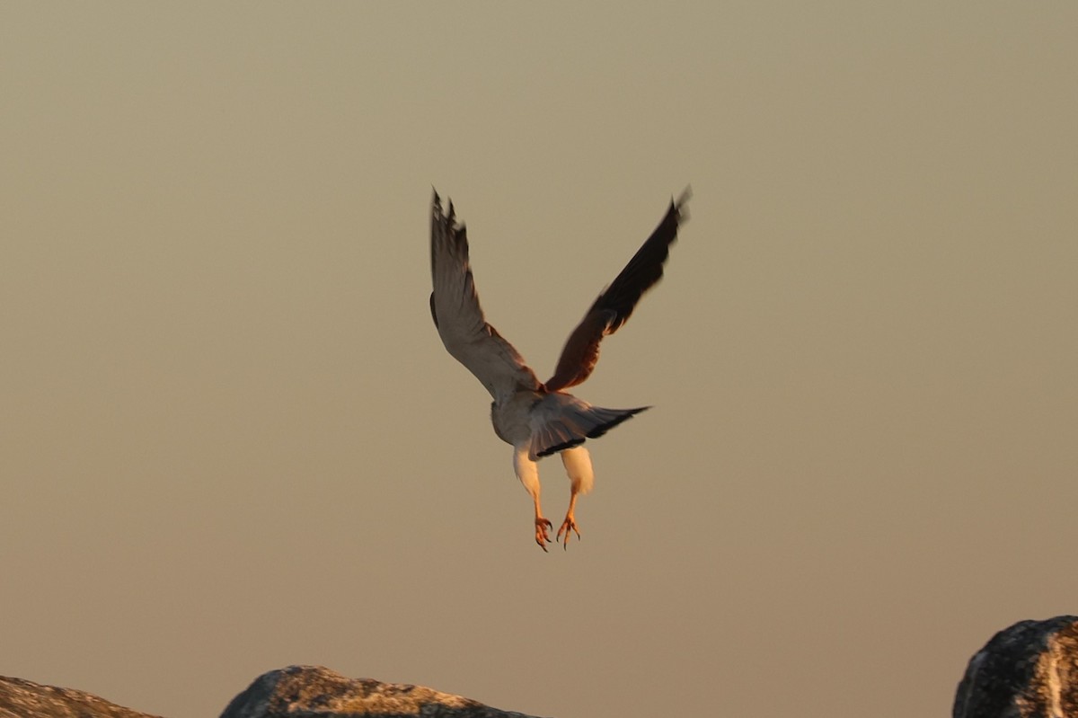 Nankeen Kestrel - ML620732992