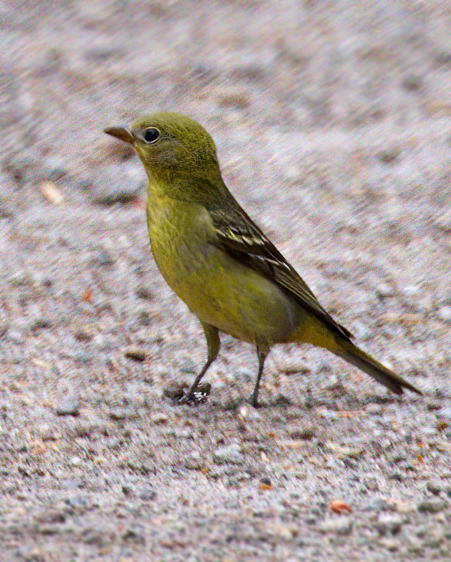 Western Tanager - ML620732993