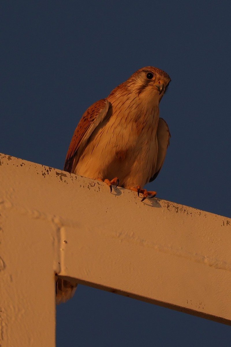 Nankeen Kestrel - ML620732996