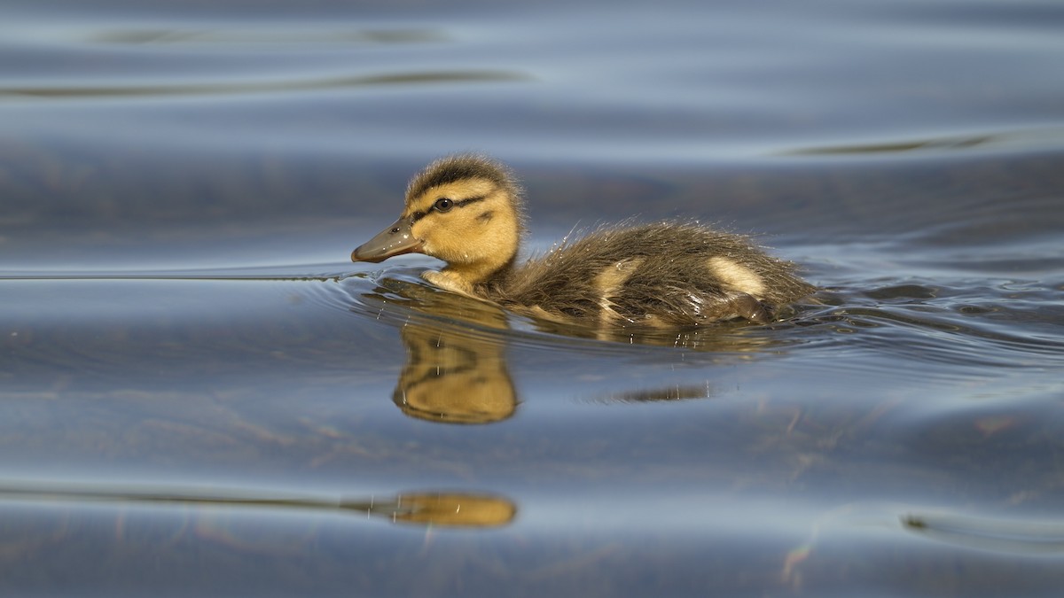 Canard colvert - ML620733000