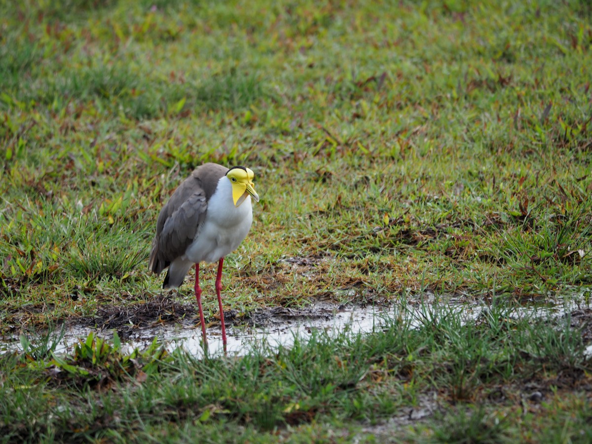 Masked Lapwing - ML620733004