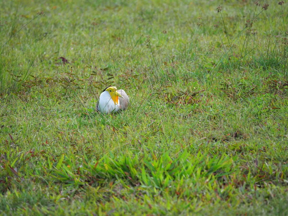 Masked Lapwing - ML620733011