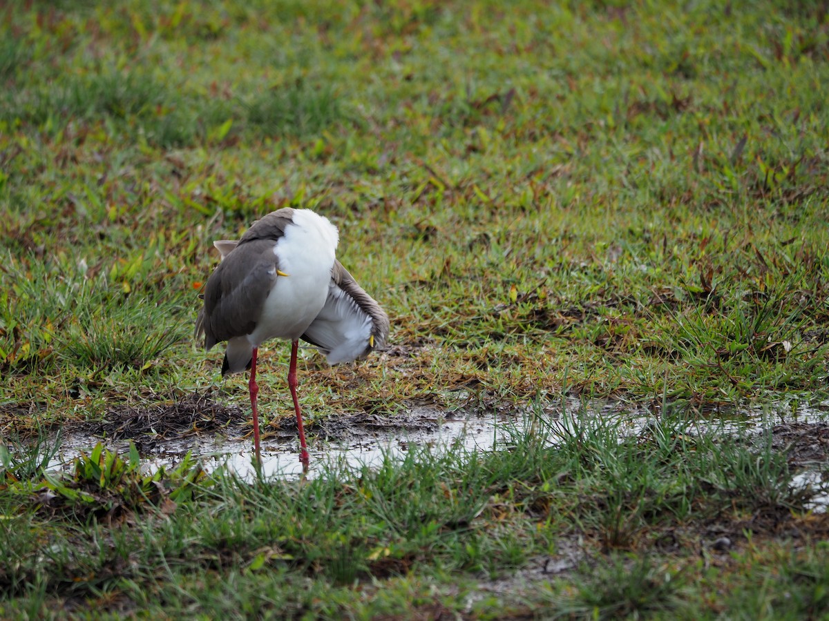 Masked Lapwing - ML620733016