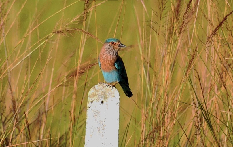 Indian Roller - ML620733024