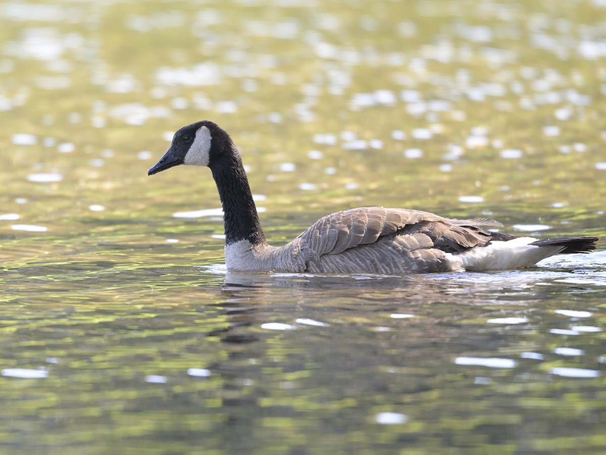 Canada Goose - ML620733027