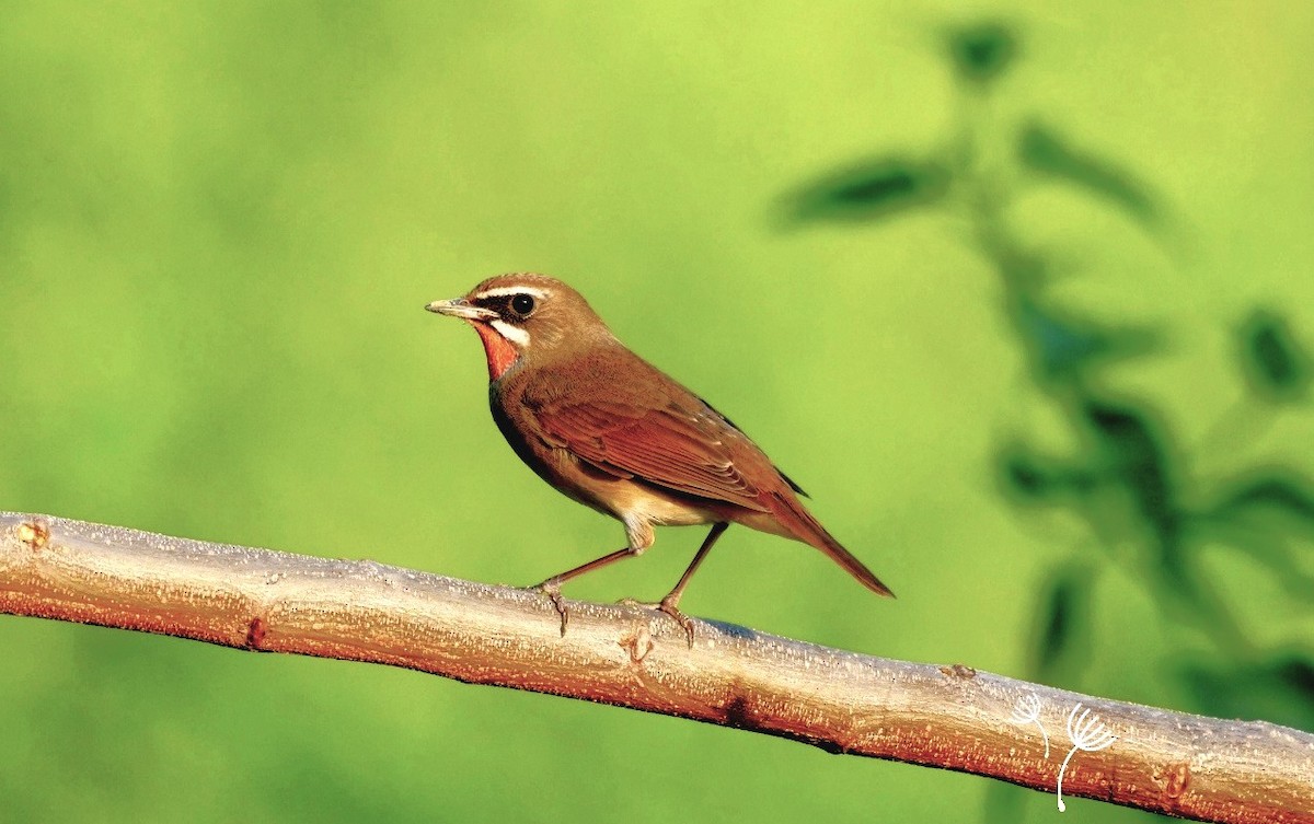 Siberian Rubythroat - ML620733028