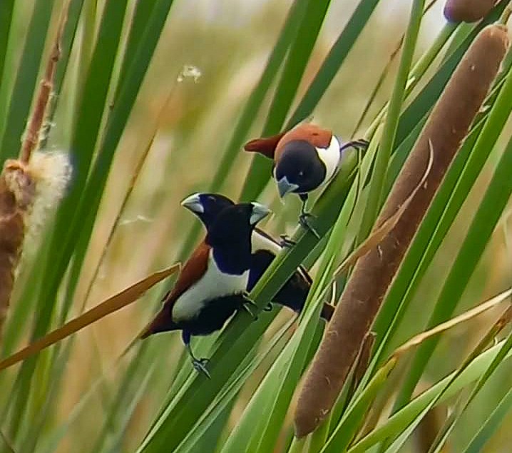 Tricolored Munia - Kusumita Medhekar