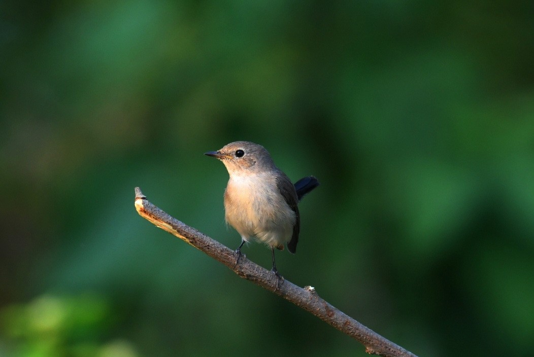 Taiga Flycatcher - ML620733031