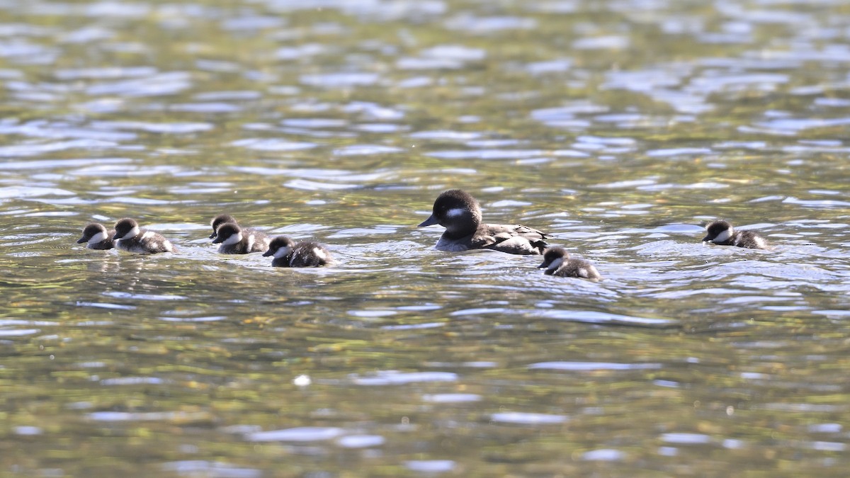 Bufflehead - ML620733035