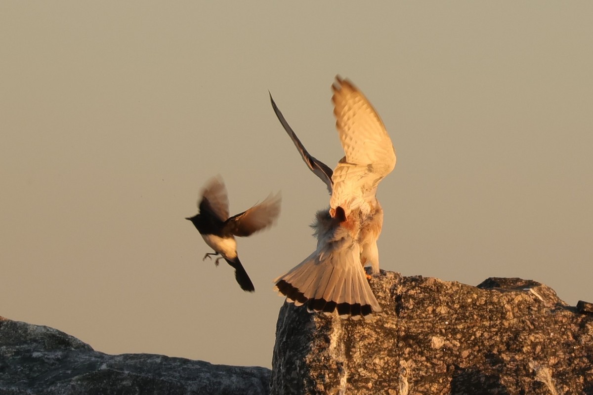 Nankeen Kestrel - ML620733036