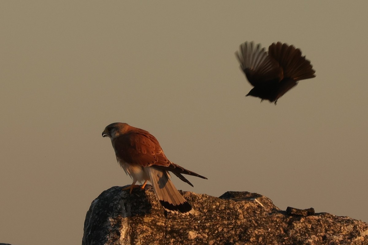 Nankeen Kestrel - ML620733037