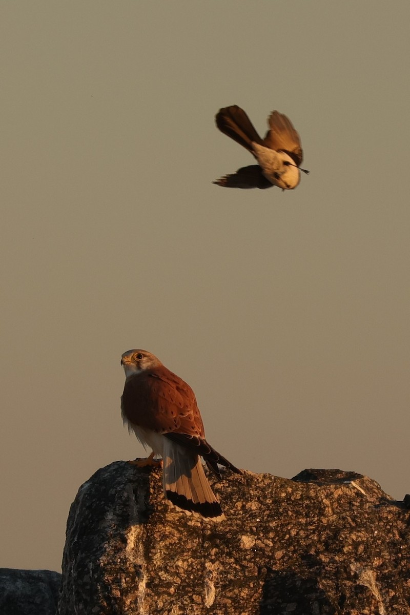 Nankeen Kestrel - ML620733039