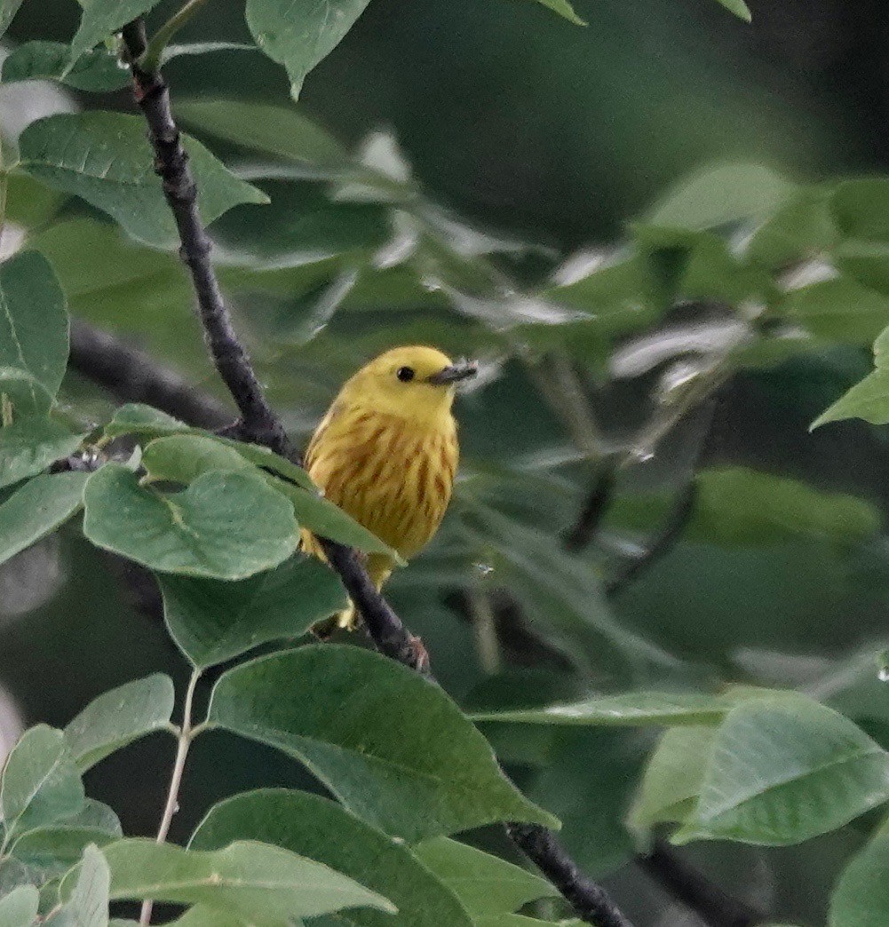 Yellow Warbler - ML620733041