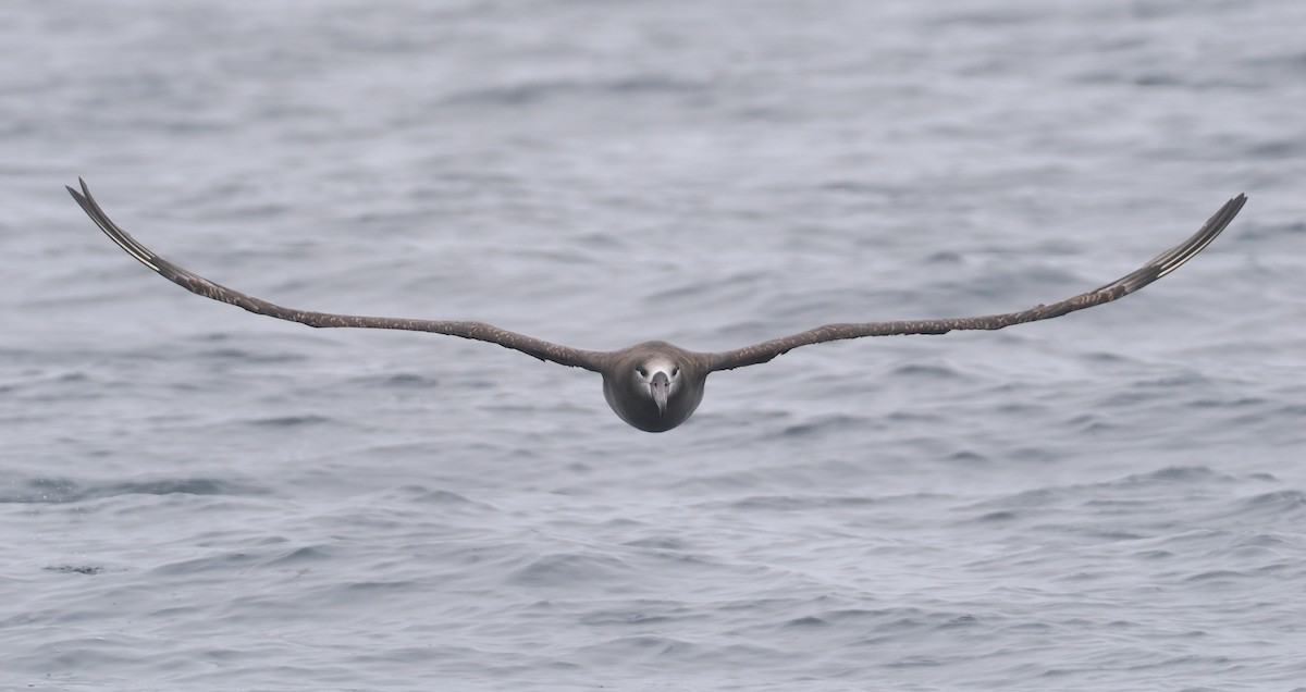 Black-footed Albatross - ML620733049