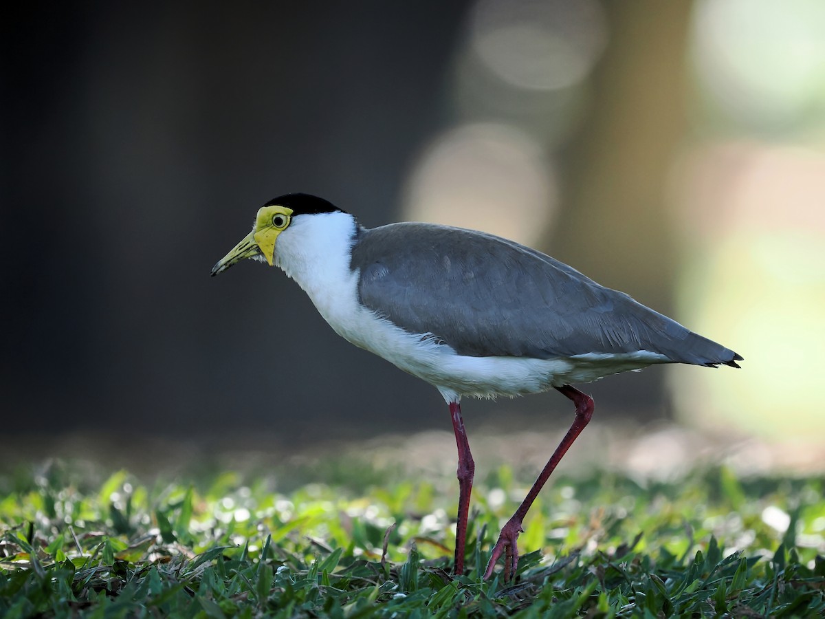 Masked Lapwing - ML620733050