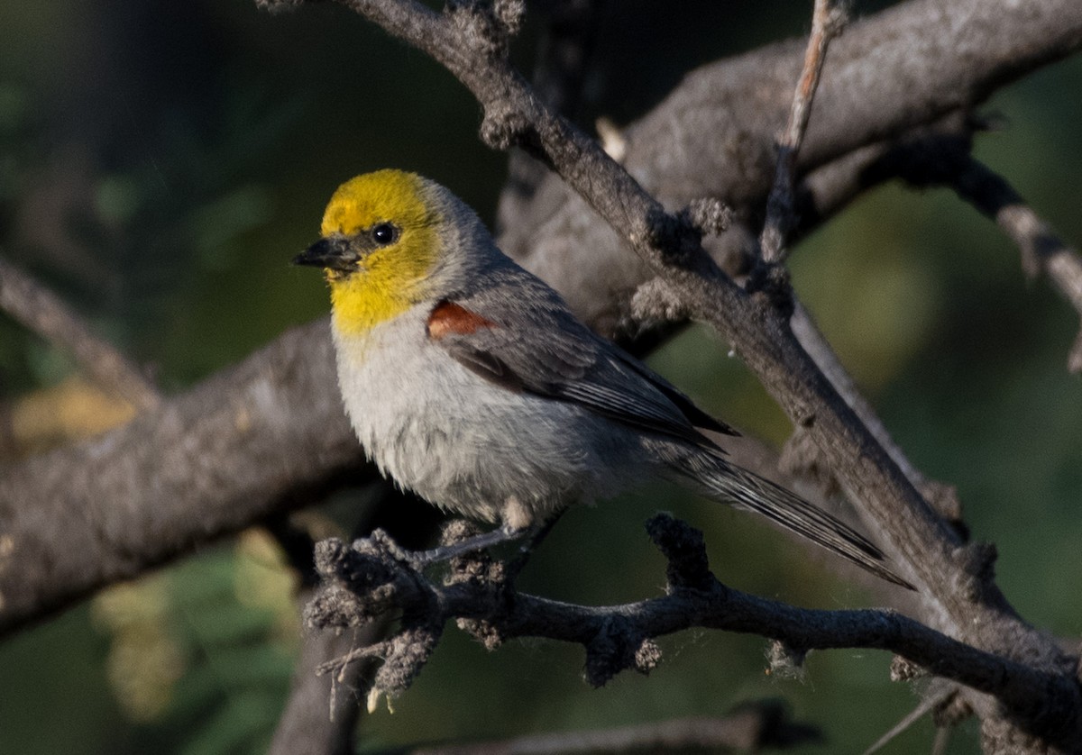 Pájaro Moscón Baloncito - ML620733051