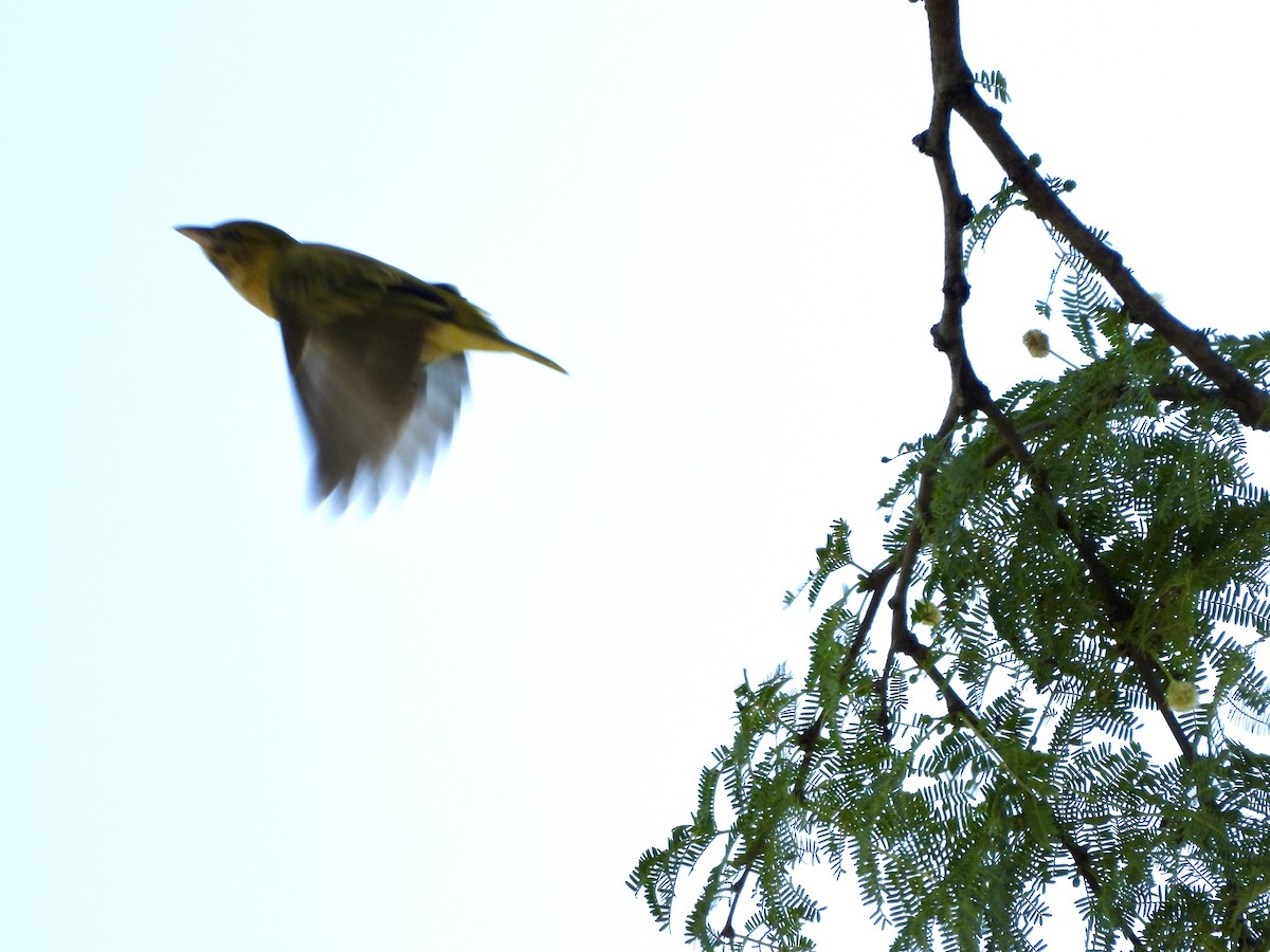 Lesser Masked-Weaver - ML620733052