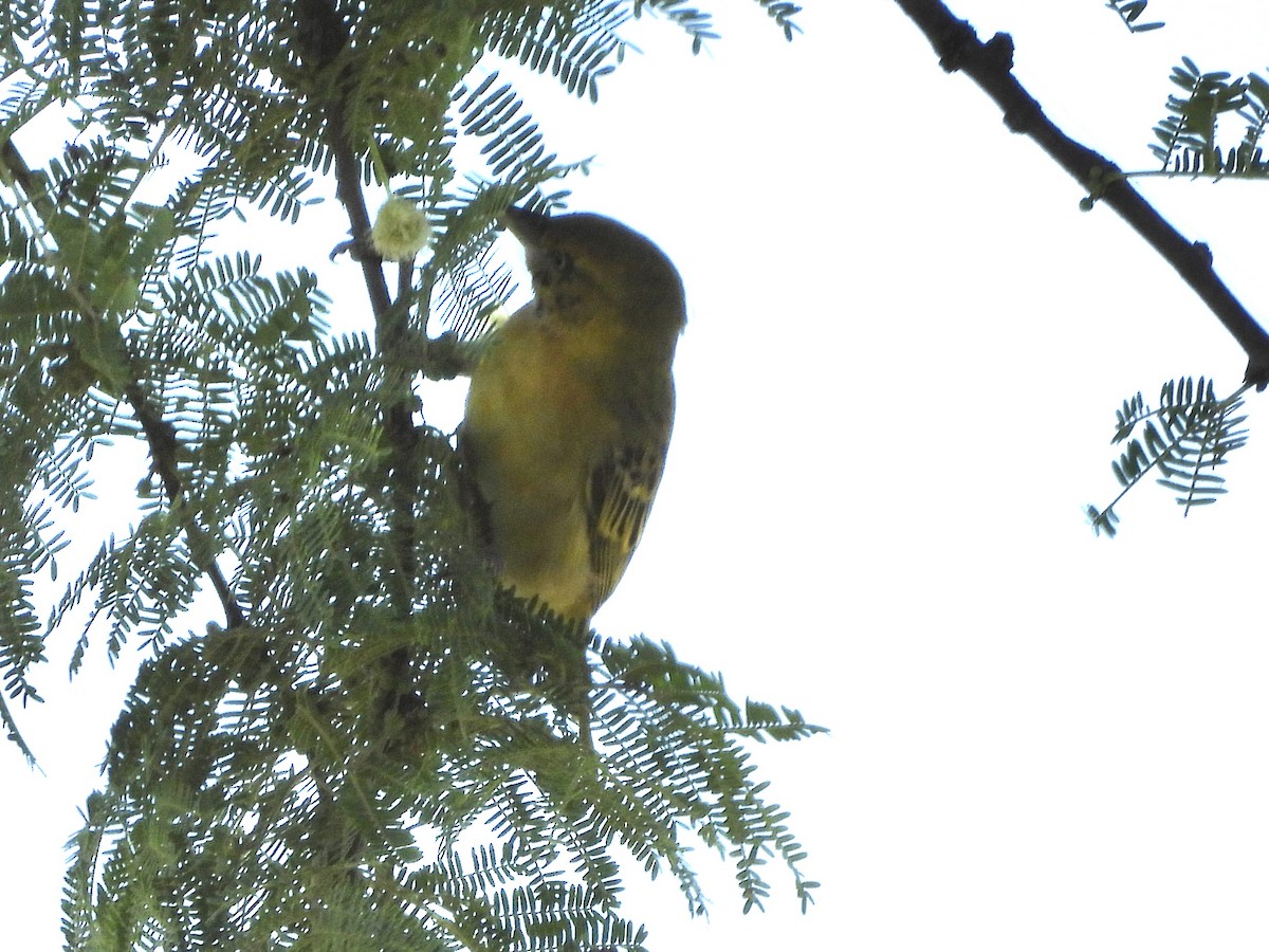 Lesser Masked-Weaver - ML620733053