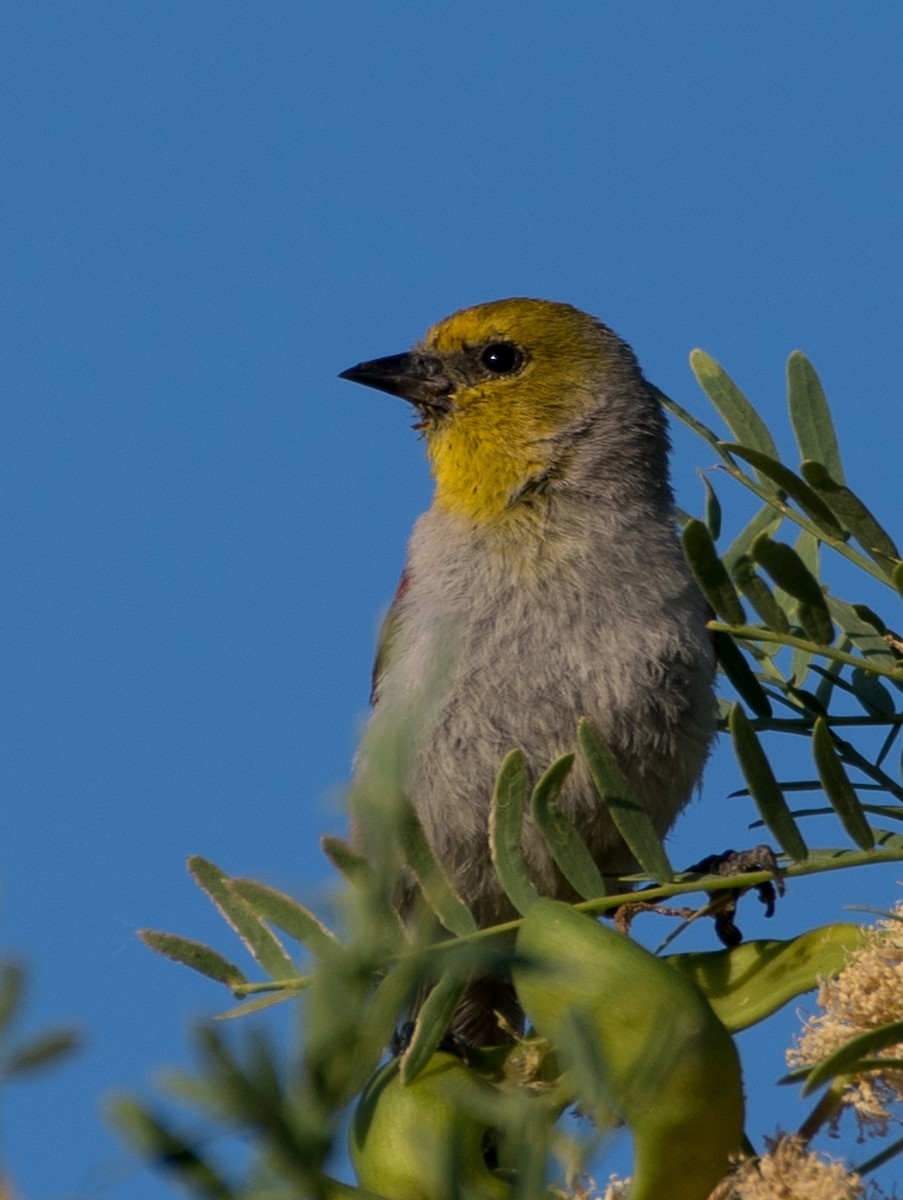 Pájaro Moscón Baloncito - ML620733054