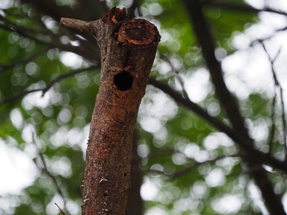 Sunda Pygmy Woodpecker - ML620733056