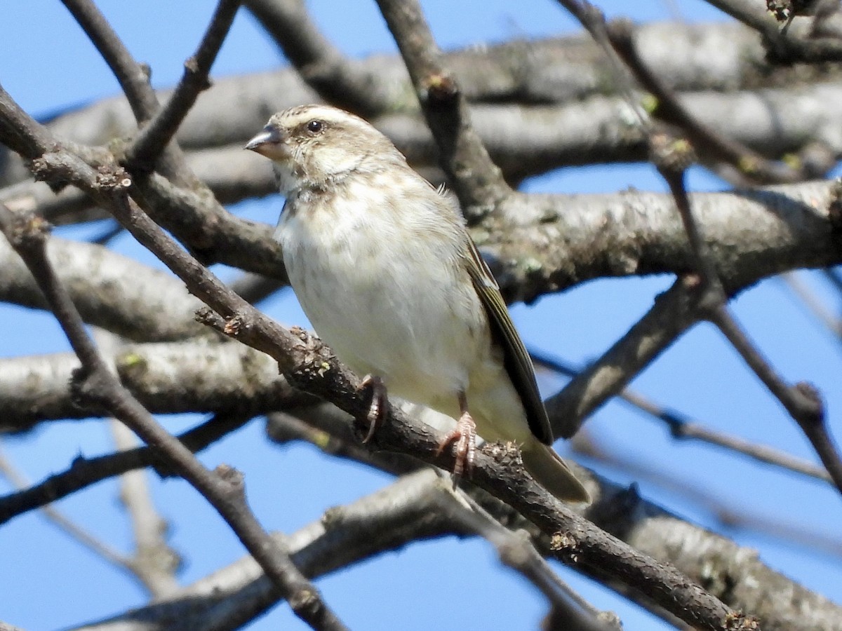 Serin de Reichenow - ML620733057