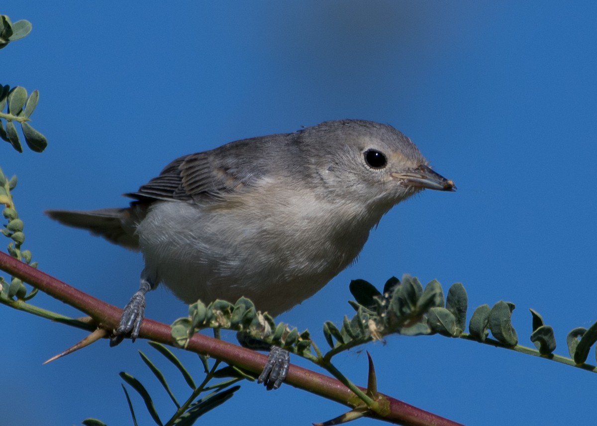 Lucy's Warbler - ML620733058