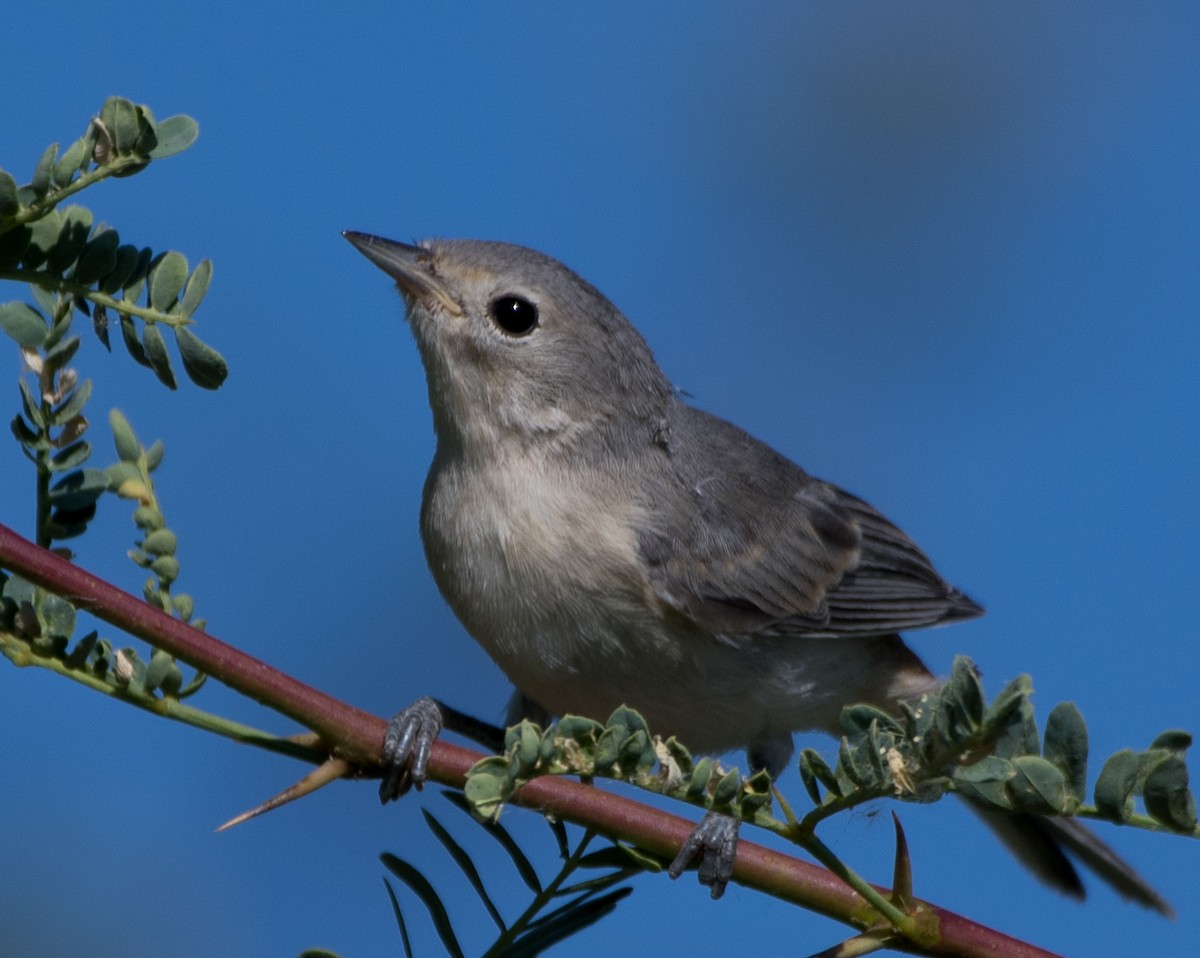 Lucy's Warbler - ML620733059