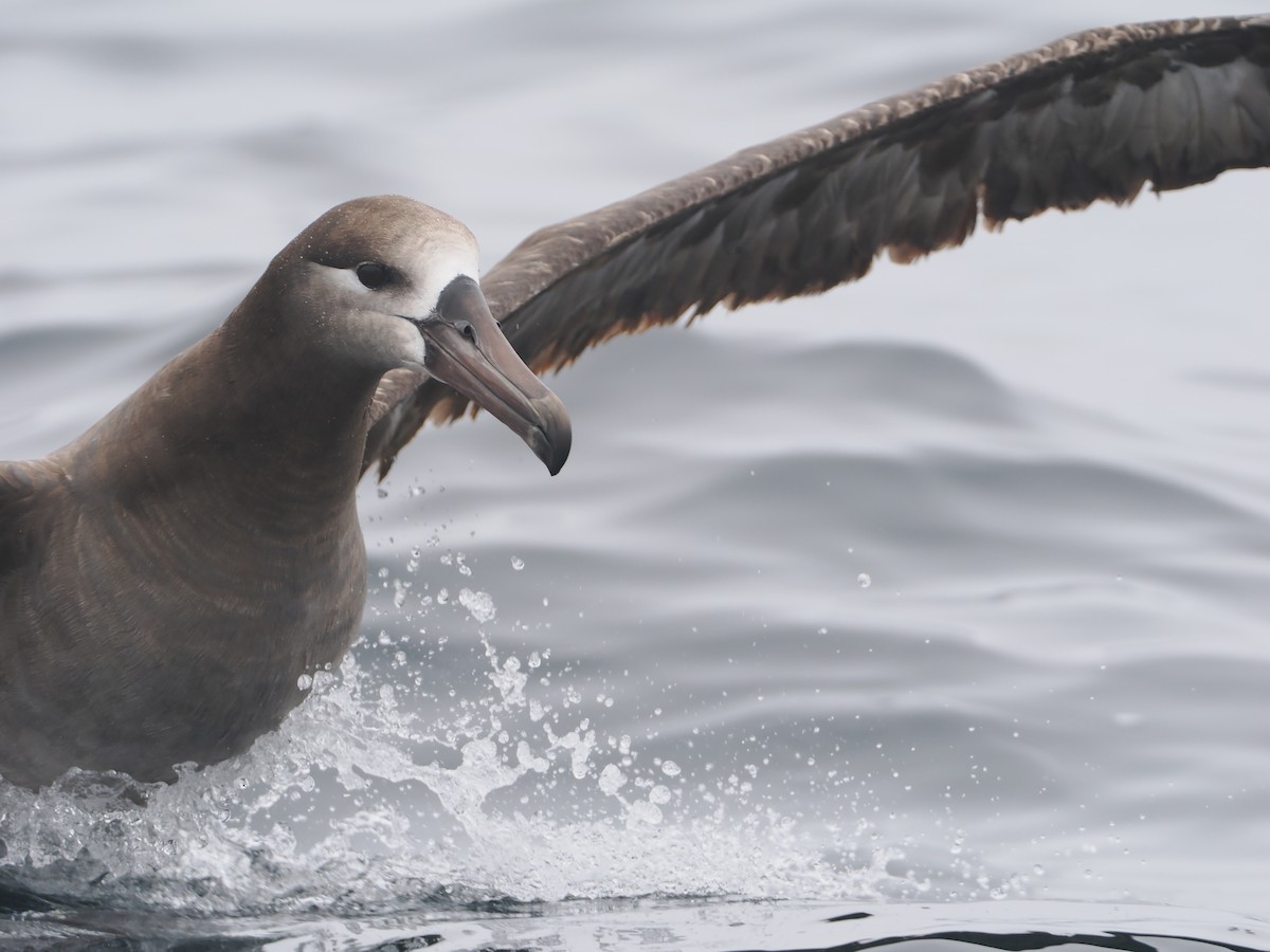 Schwarzfußalbatros - ML620733060