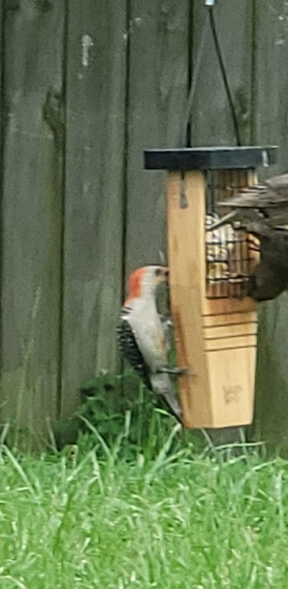 Red-bellied Woodpecker - ML620733061