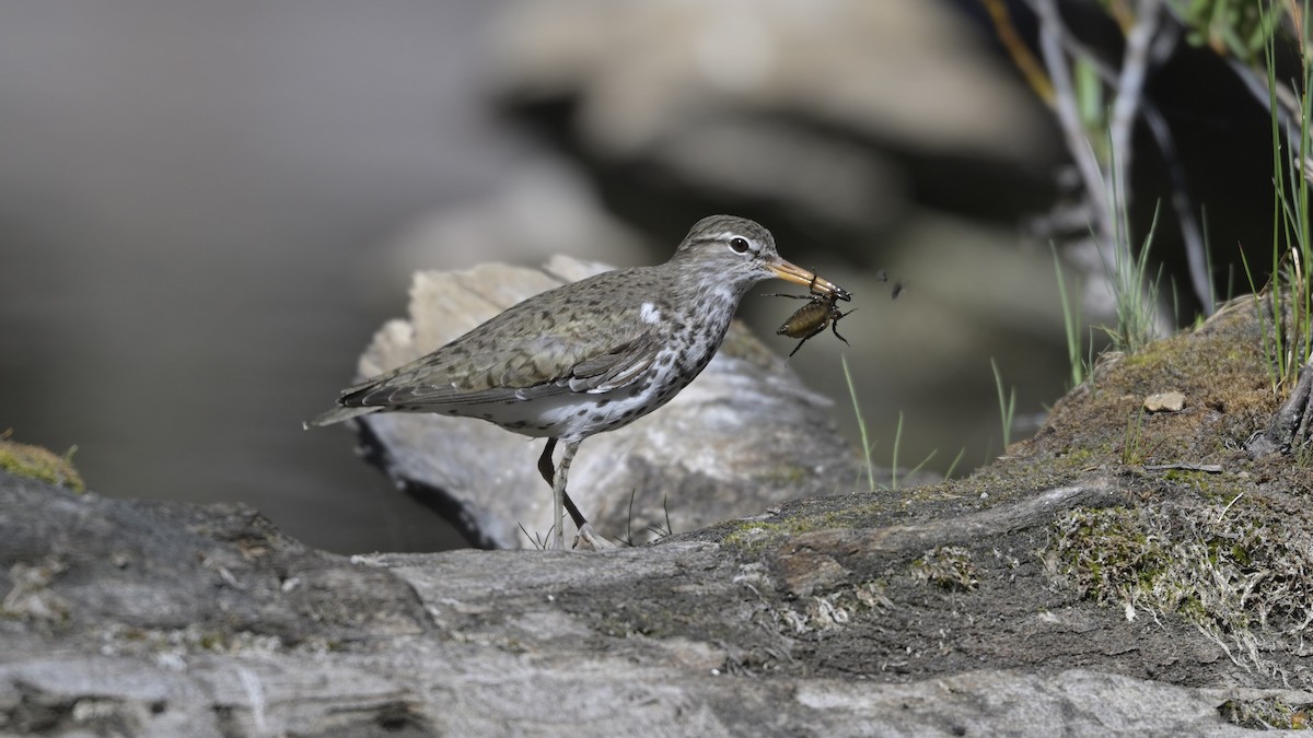 Spotted Sandpiper - ML620733063