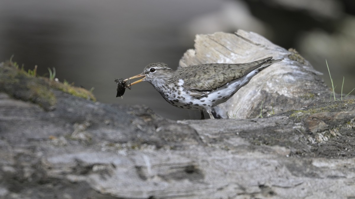 Spotted Sandpiper - ML620733065