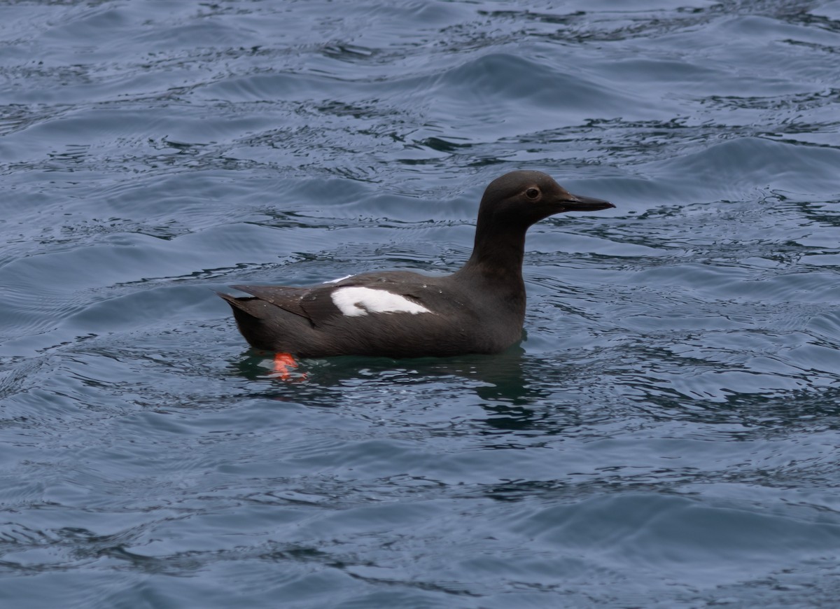 Pigeon Guillemot - ML620733066