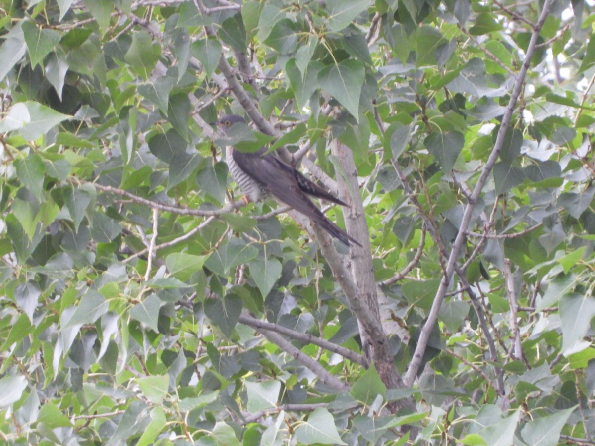 Common Cuckoo - ML620733067