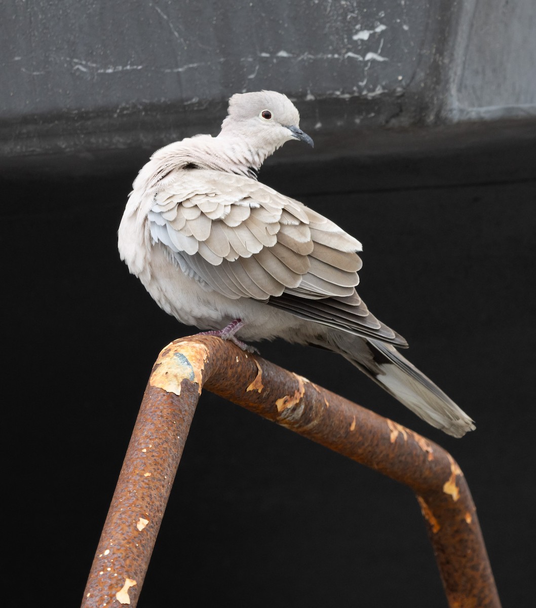 Eurasian Collared-Dove - ML620733068