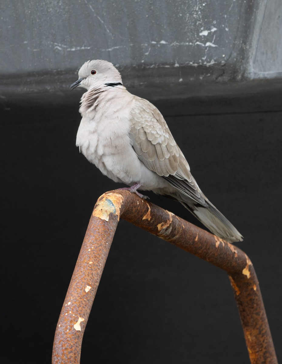 Eurasian Collared-Dove - Rohan Prinja